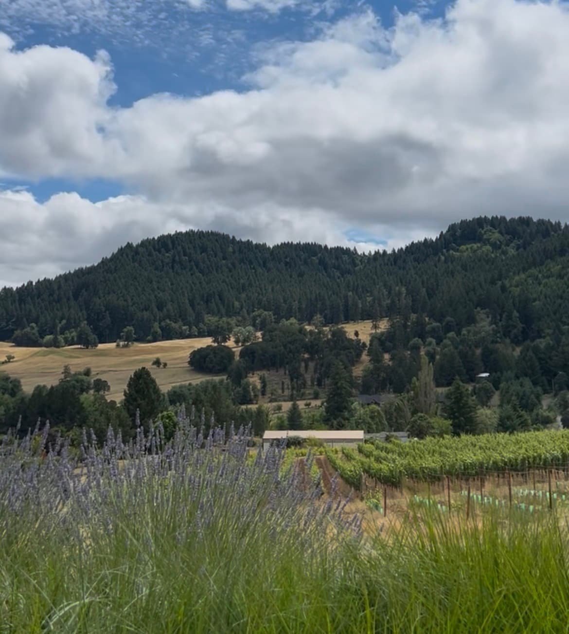 Celestial Hill boutique winery private tasting near McMinnville Oregon
