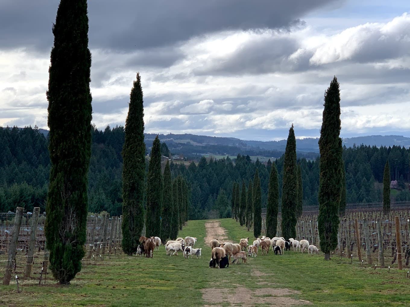 Chehalem Mountains wine tour itinerary — Jachter Family Winery, Balsall Creek, Alloro Vineyard