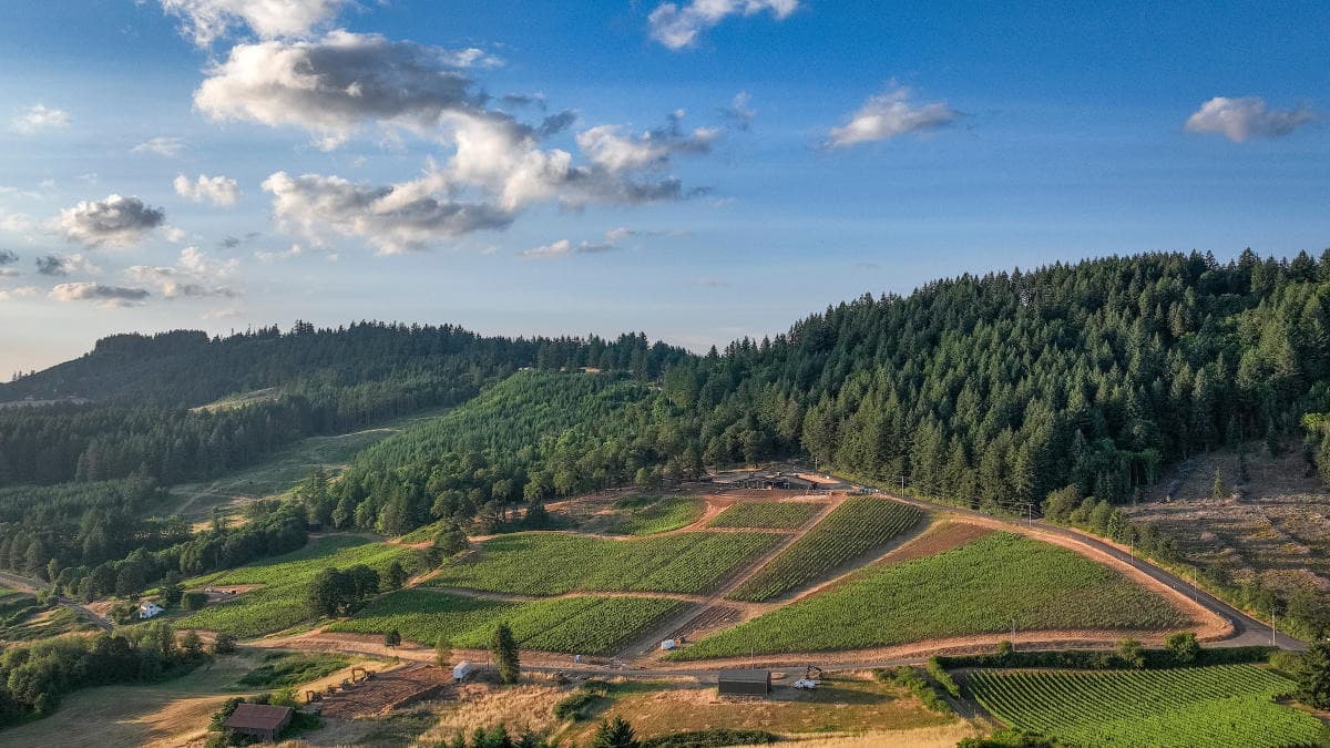 Chehalem Mountains AVA vineyard in the Willamette Valley wine region