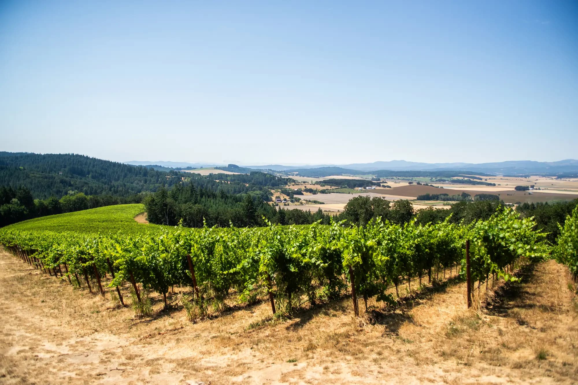 Eola-Amity Hills AVA vineyards, Willamette Valley Oregon — Van Duzer Corridor volcanic soils and Pinot Noir