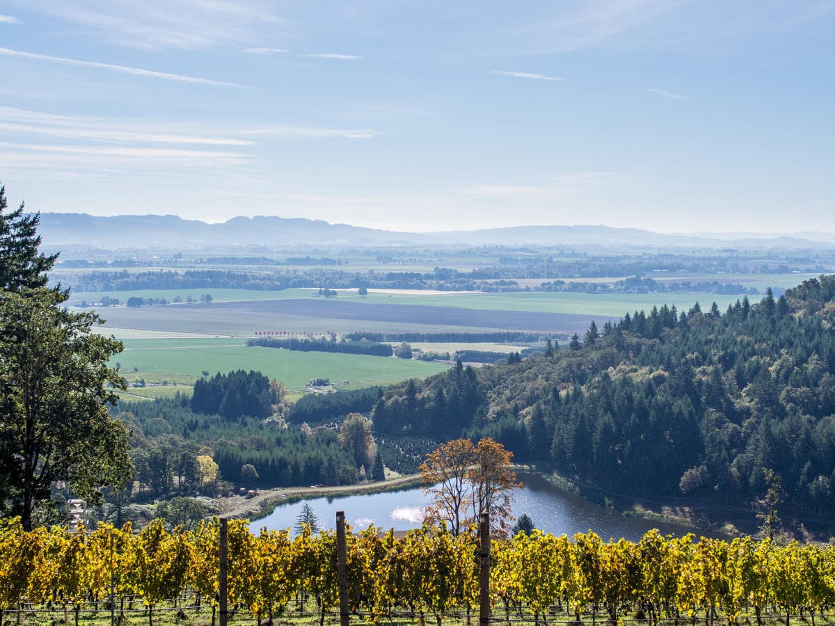 McMinnville AVA vineyards at the foothills of the Oregon Coastal Range