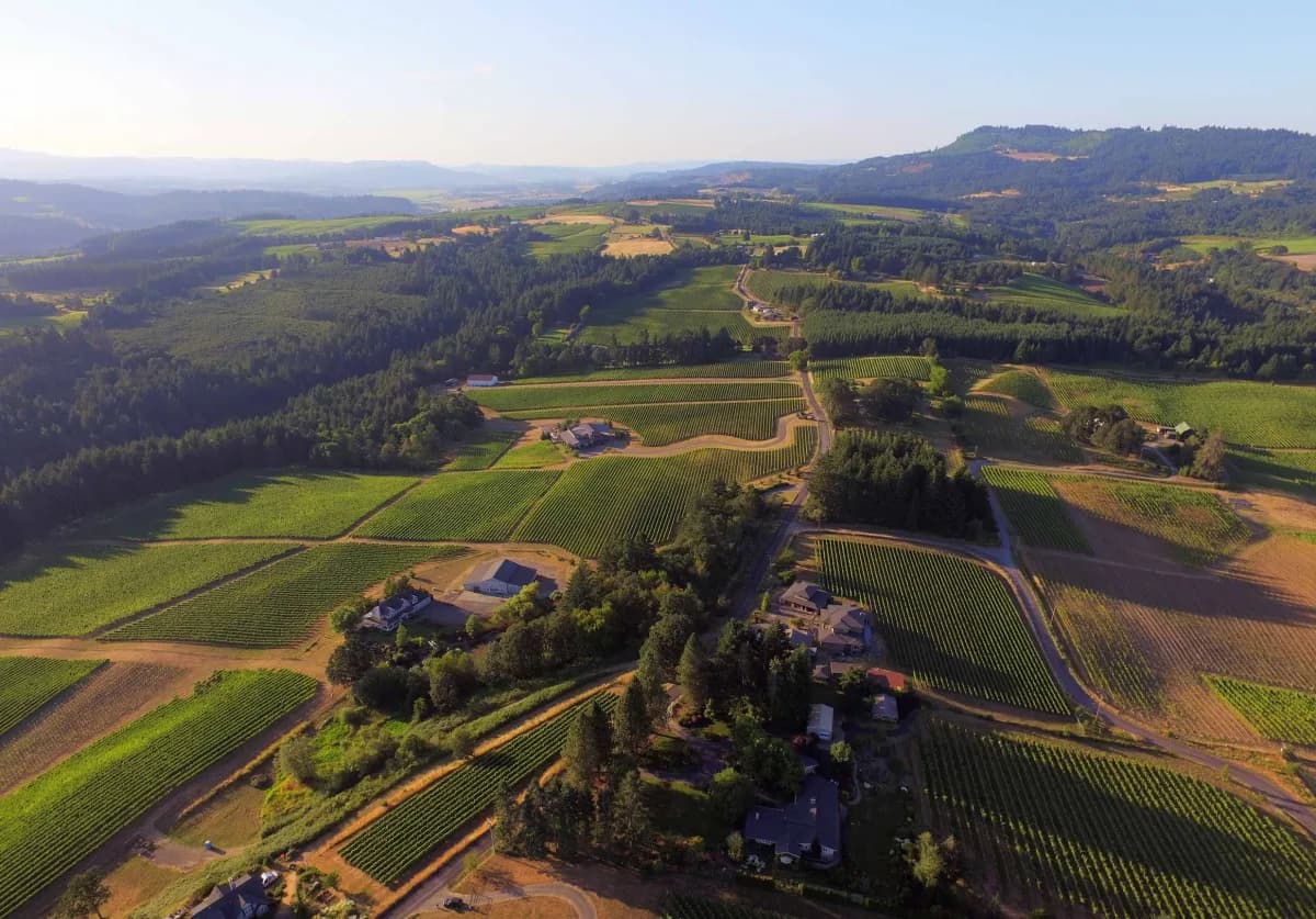 Ribbon Ridge AVA vineyards — ancient marine sediment soils, Willamette Valley, Oregon
