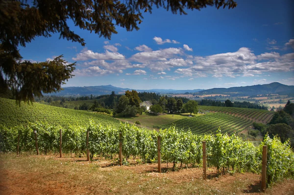 Tualatin Hills AVA vineyards — northwestern Willamette Valley wine region, Oregon