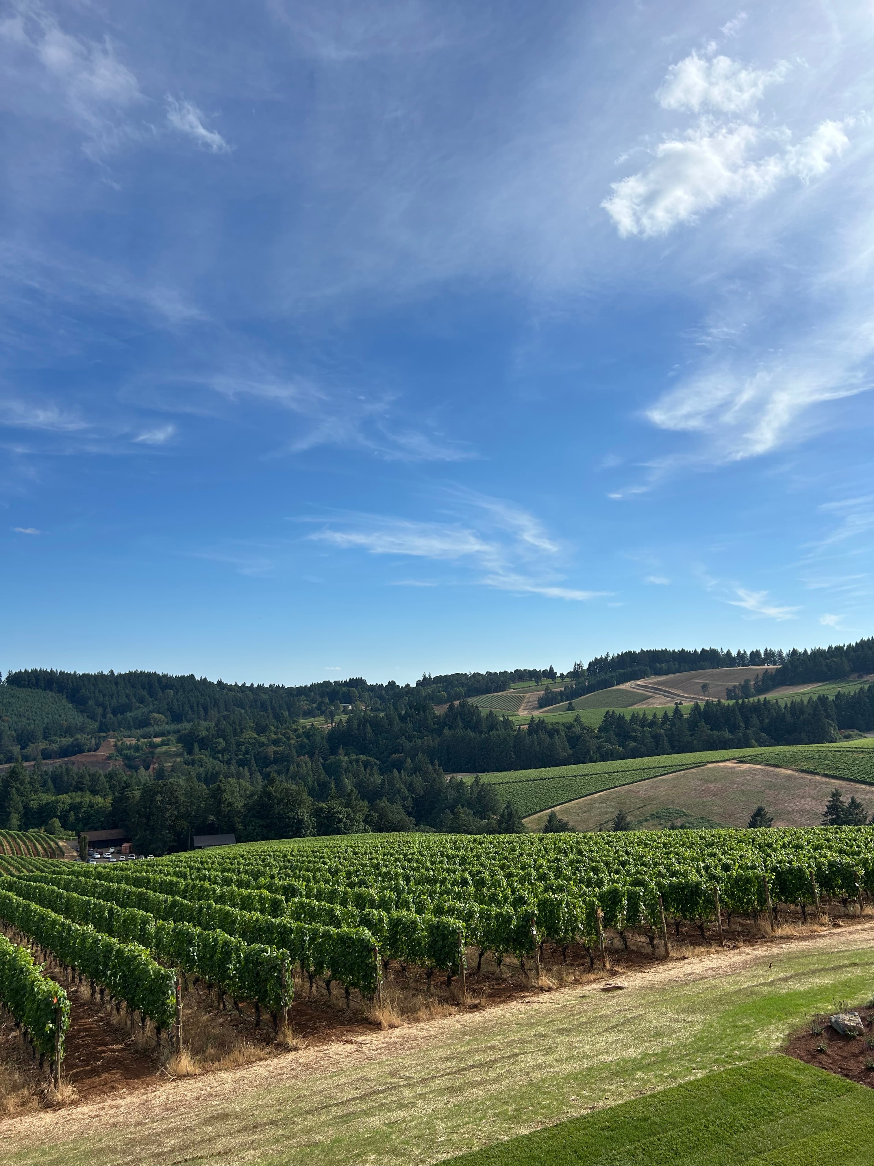 Willamette Valley vineyard rows at golden hour in Oregon wine country