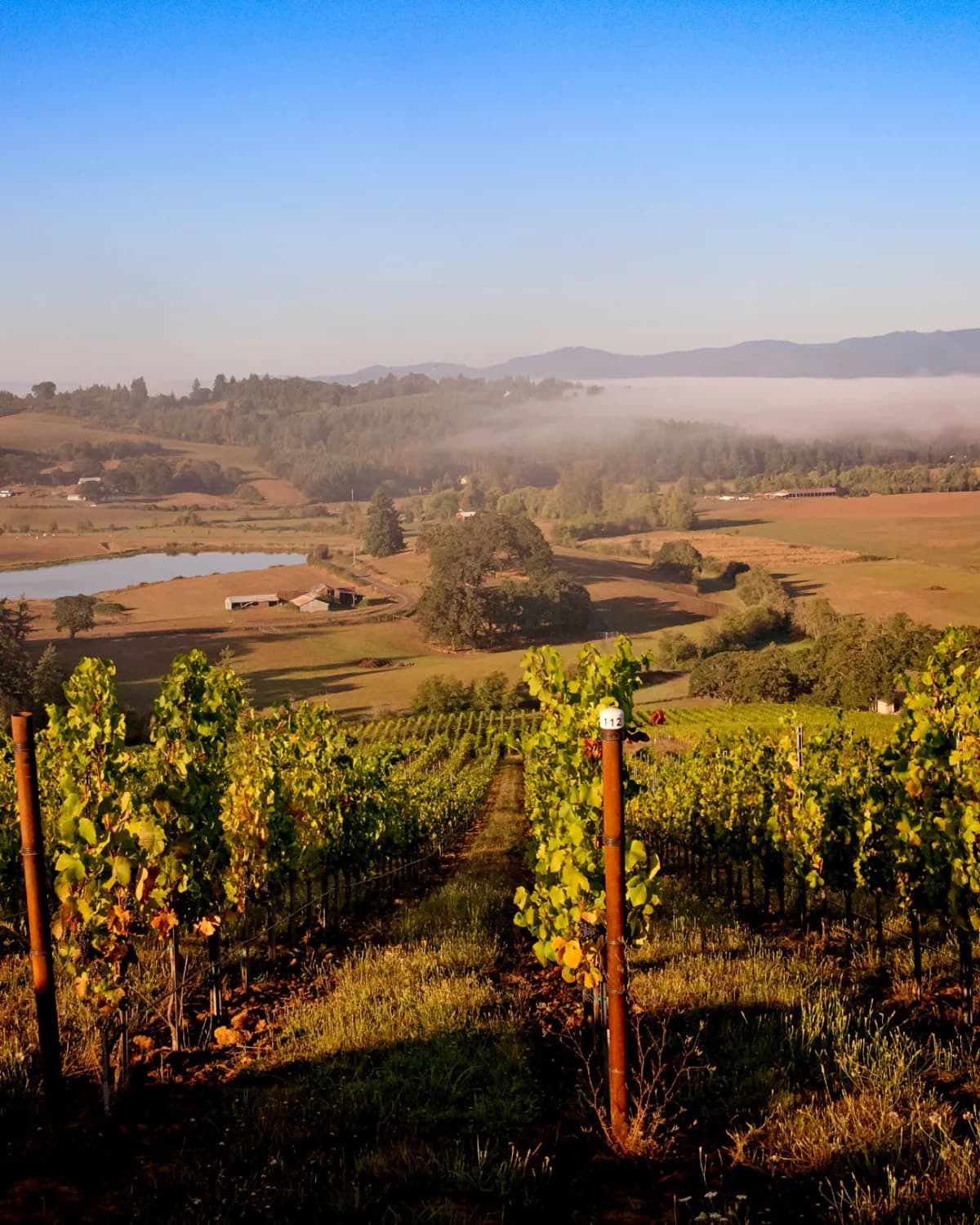 Yamhill-Carlton AVA vineyards — marine sedimentary soils, Willamette Valley wine region